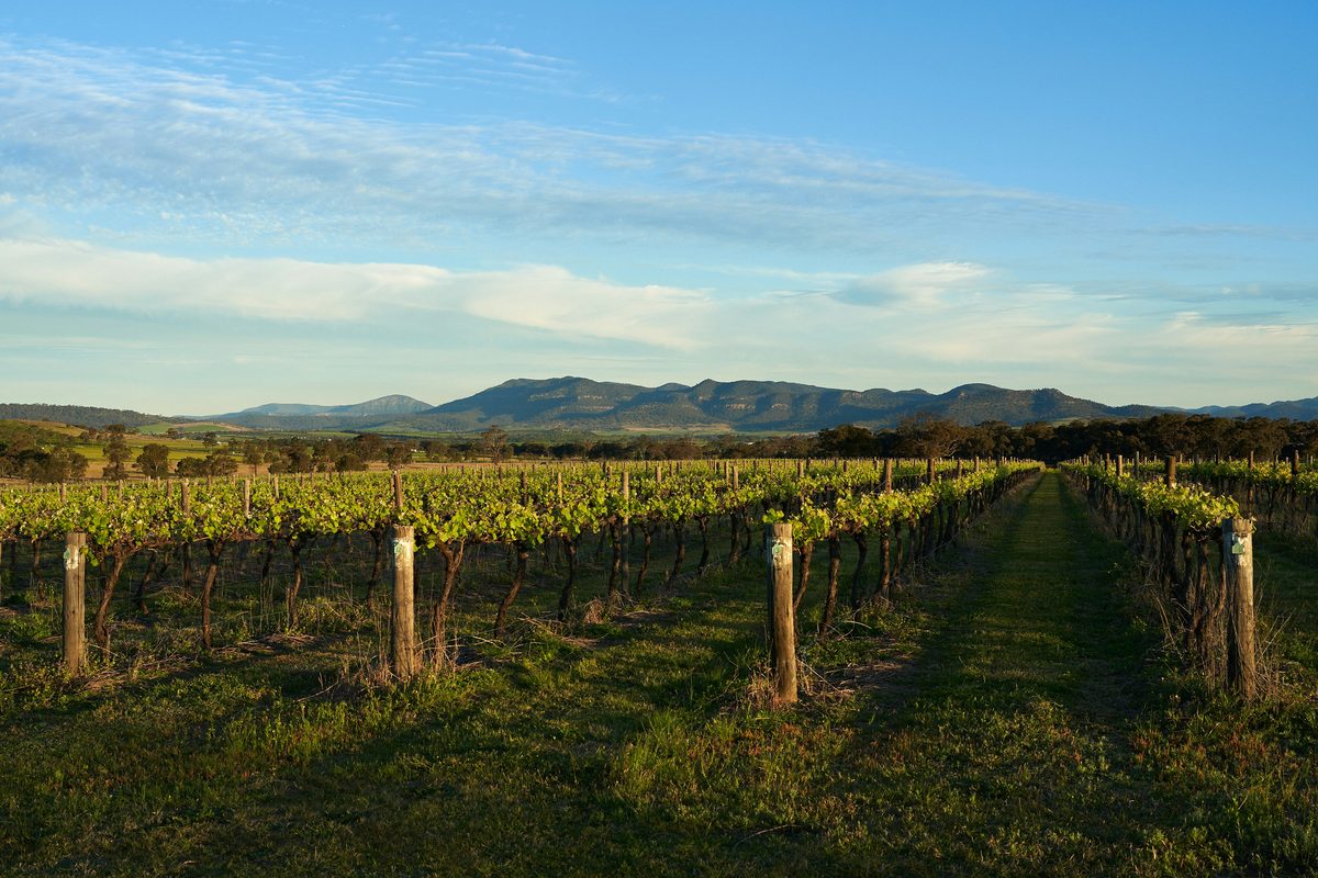 Australske vinmarker i Barossa Valley med rødlige jordbunde i solskin