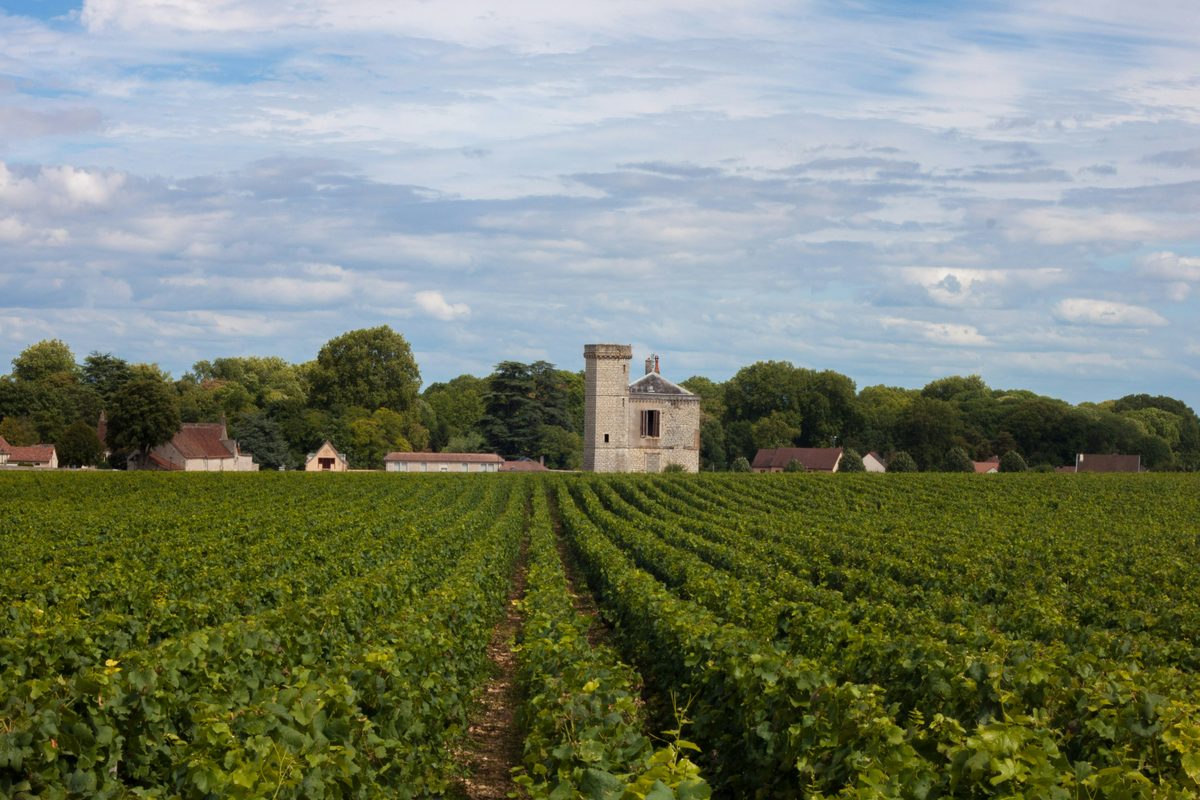 Vineyards in Burgundy with narrow rows and stone-walled parcels in autumn sun