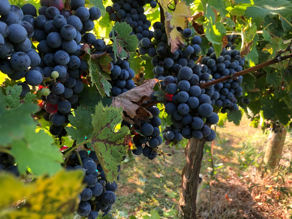 Et glas mørk Cabernet Sauvignon rødvin med vinmarker fra Bordeaux i baggrunden
