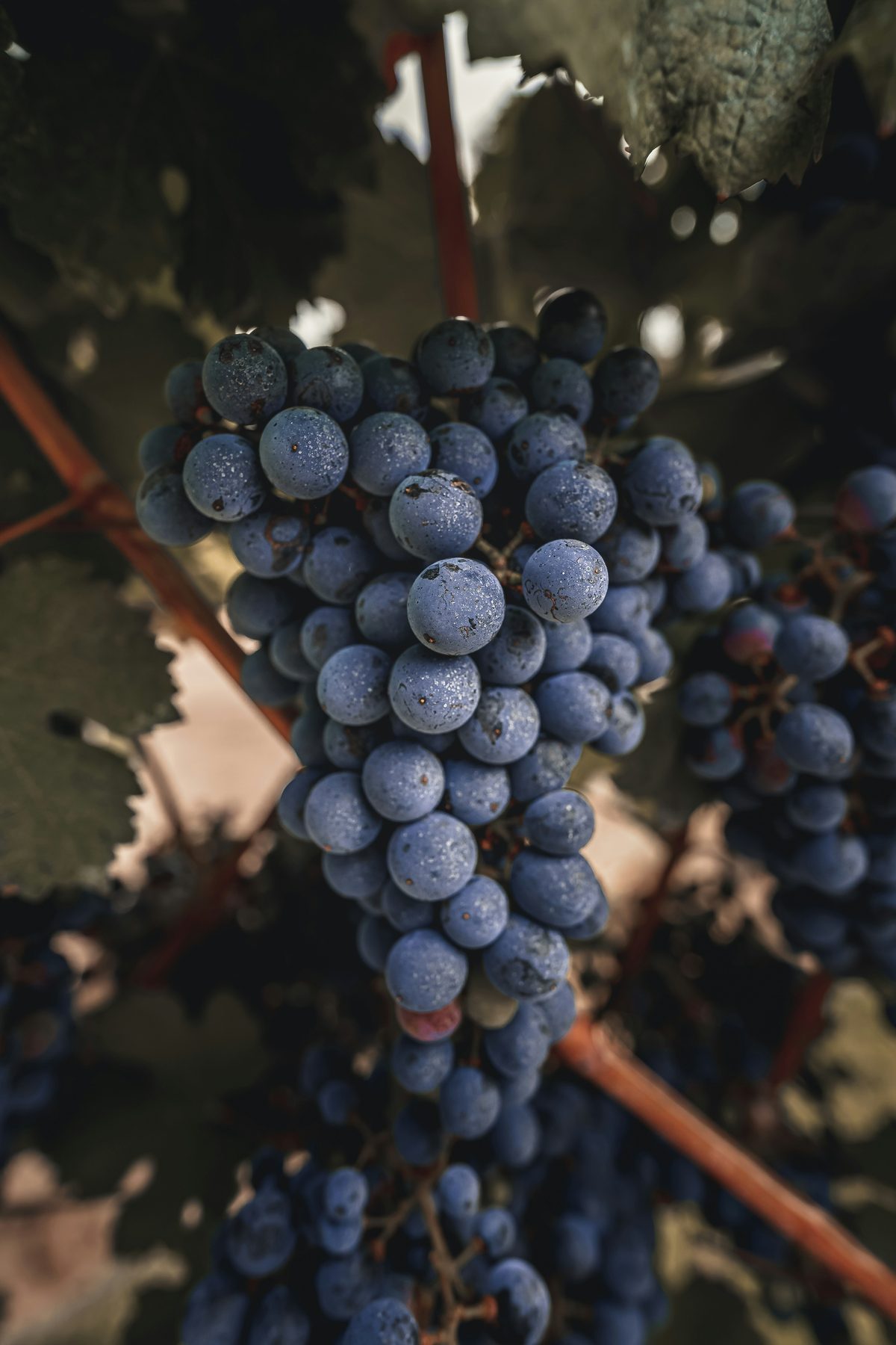 Et glas fyldig rødvin lavet på Merlot-druen med vinmarker i baggrunden