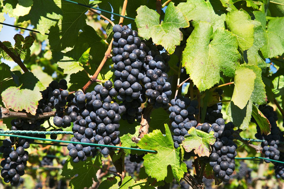 Mørke Pinot Noir druer på vinstok i en vinmark i Bourgogne, France