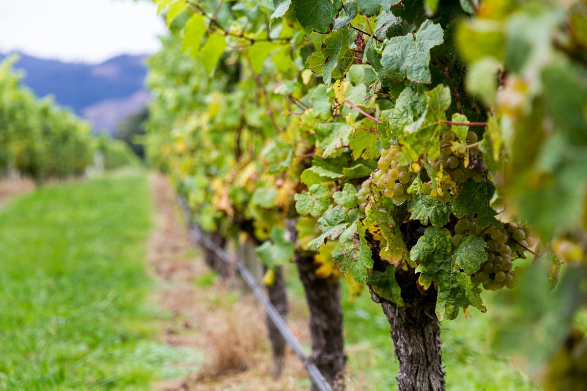 Et glas frisk Sauvignon Blanc hvidvin med grønne vinmarker i baggrunden